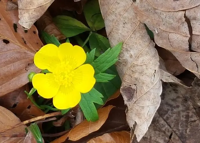 Hampel 3* Schmallenberg